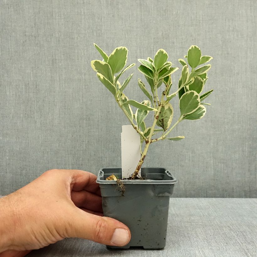 Exemplar von Japanischer Spindelstrauch Président Gauthier - Euonymus japonicus Kleine Töpfe von 8/9 cm wie im Sommer geliefert