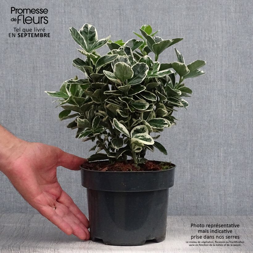 Exemplar von Japanischer Spindelstrauch Suzanne - Euonymus japonicus Topf mit 2L/3L wie im Herbst geliefert
