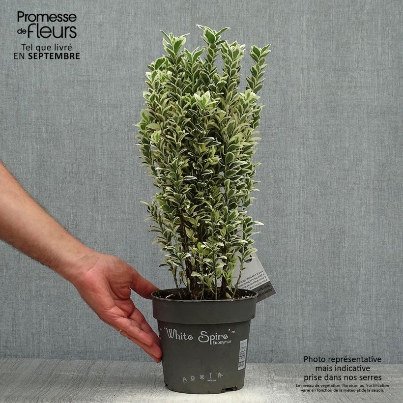 Exemplar von Japanischer Spindelstrauch White Spire - Euonymus japonicus Topf mit 2L/3L wie im Herbst geliefert