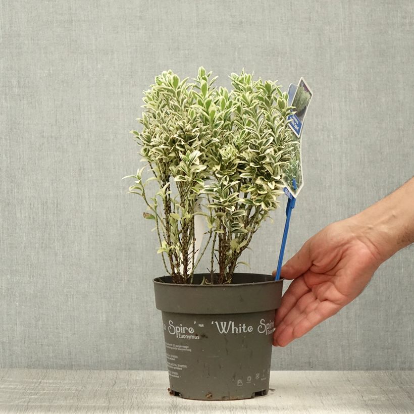 Exemplar von Japanischer Spindelstrauch White Spire - Euonymus japonicus Topf mit 2L/3L wie im Sommer geliefert