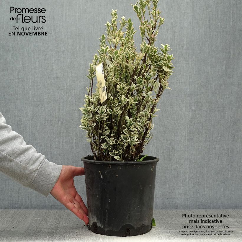 Exemplar von Japanischer Spindelstrauch White Spire - Euonymus japonicus Topf mit 7,5L/10L wie im Herbst geliefert