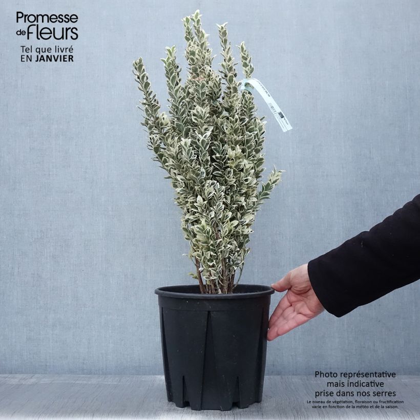 Exemplar von Japanischer Spindelstrauch White Spire - Euonymus japonicus Topf mit 7,5L/10L wie im Winter geliefert