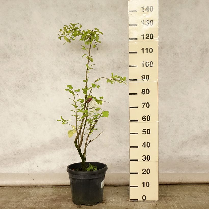 Exemplar von Euonymus phellomanus - Pfaffenhütchen Topf mit 12L/15L wie im Sommer geliefert