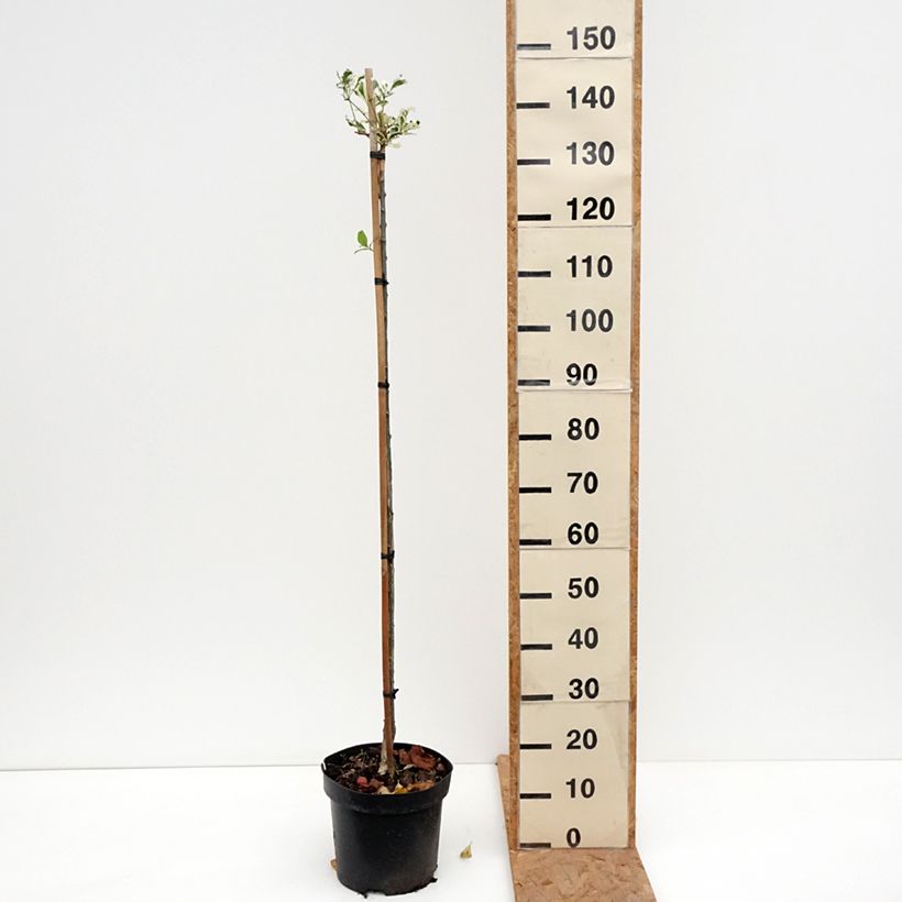 Exemplar von Euonymus phellomanus Silver Surprise - Pfaffenhütchen Topf mit 4L/5L wie im Herbst geliefert