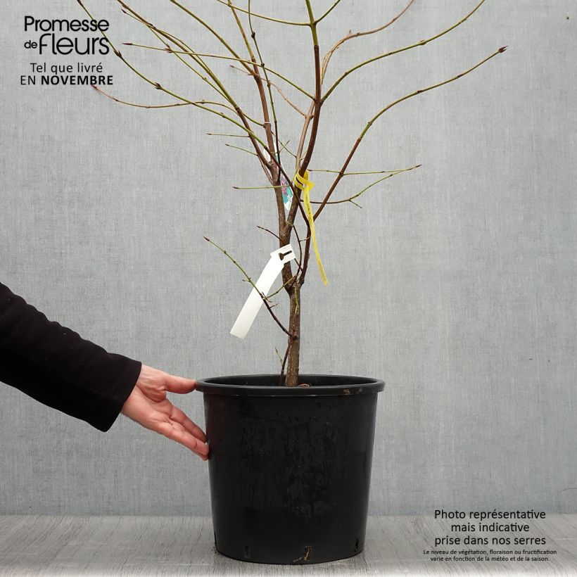 Exemplar von Euonymus planipes - Pfaffenhütchen Topf mit 12L/15L wie im Herbst geliefert