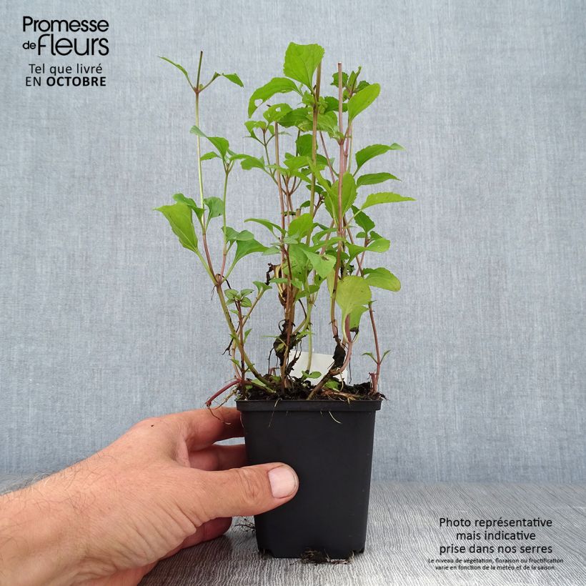 Exemplar von Blauer Wasserdost - Eupatorium coelestinum Kleine Töpfe von 8/9 cm wie im Herbst geliefert