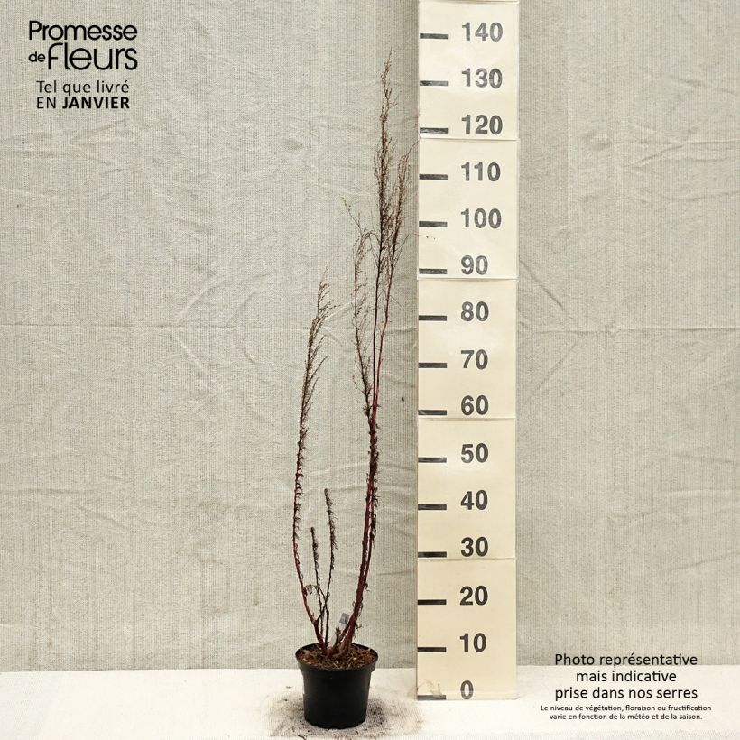 Exemplar von Garten-Dost Elegant Plume - Eupatorium capillifolium Topf mit 2L/3L wie im Winter geliefert