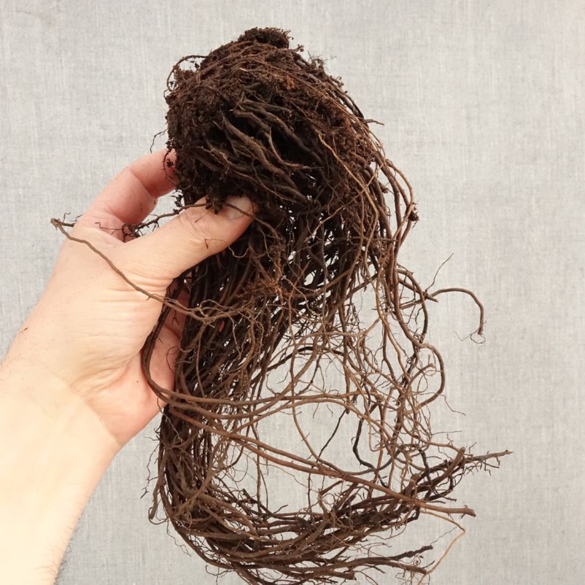 Exemplar von Gefleckter Wasserdost Atropurpureum - Eupatorium maculatum Wurzelnackt wie im Winter geliefert