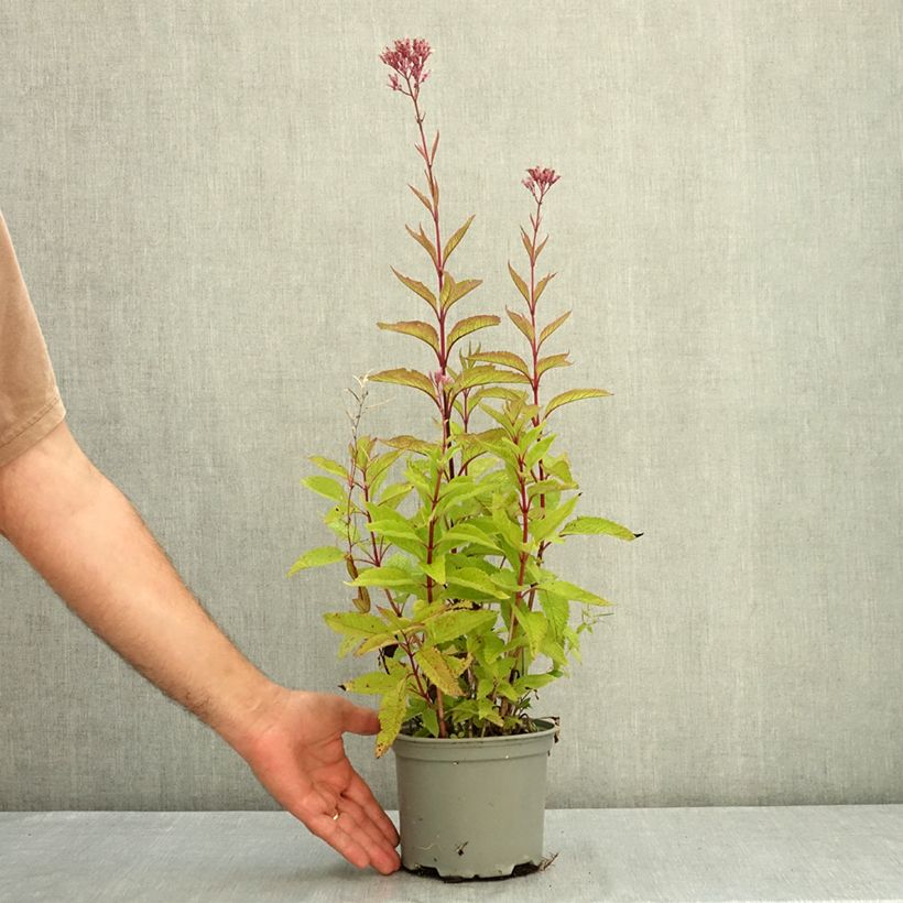 Exemplar von Gefleckter Wasserdost Phantom - Eupatorium maculatum Topf mit 2L/3L wie im Sommer geliefert