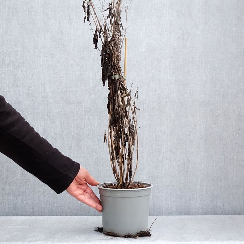 Exemplar von Gefleckter Wasserdost Phantom - Eupatorium maculatum Topf mit 2L/3L wie im Frühjahr geliefert
