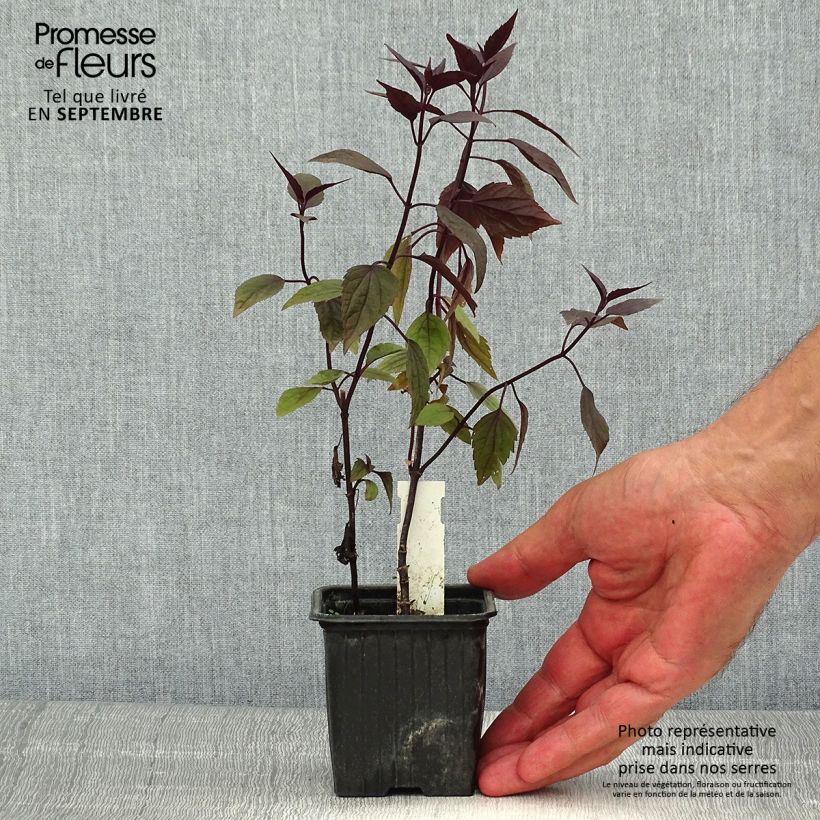 Exemplar von Wasserdost Chocolate - Eupatorium altissima Kleine Töpfe von 8/9 cm wie im Sommer geliefert