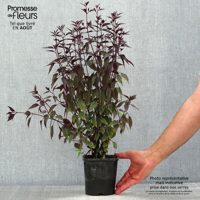 Exemplar von Wasserdost Chocolate - Eupatorium altissima Topf mit 1,5L/2L wie im Sommer geliefert