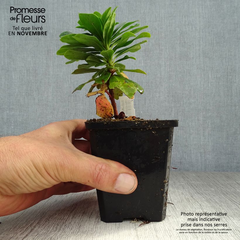 Exemplar von Euphorbia amygdaloïdes var. robbiae - Mandelblättrige Wolfsmilch Kleine Töpfe von 8/9 cm wie im Herbst geliefert