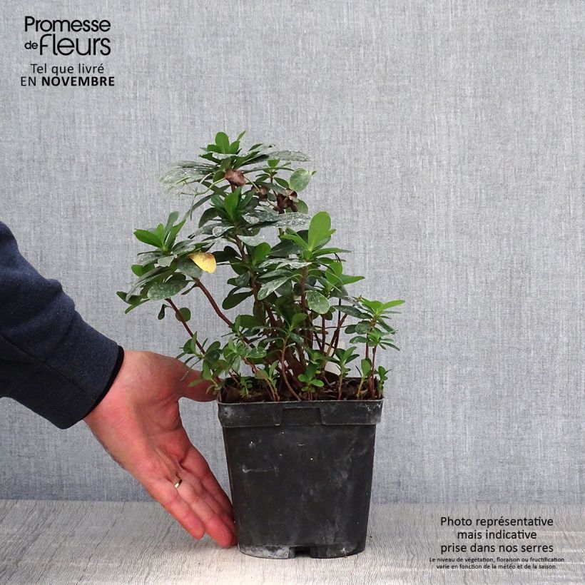 Exemplar von Euphorbia amygdaloïdes var. robbiae - Mandelblättrige Wolfsmilch Topf mit 2L/3L wie im Herbst geliefert