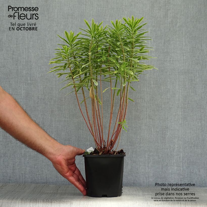 Exemplar von Euphorbia martinii Ascot Rainbow - Busch-Wolfsmilch Topf mit 1,5L/2L wie im Herbst geliefert