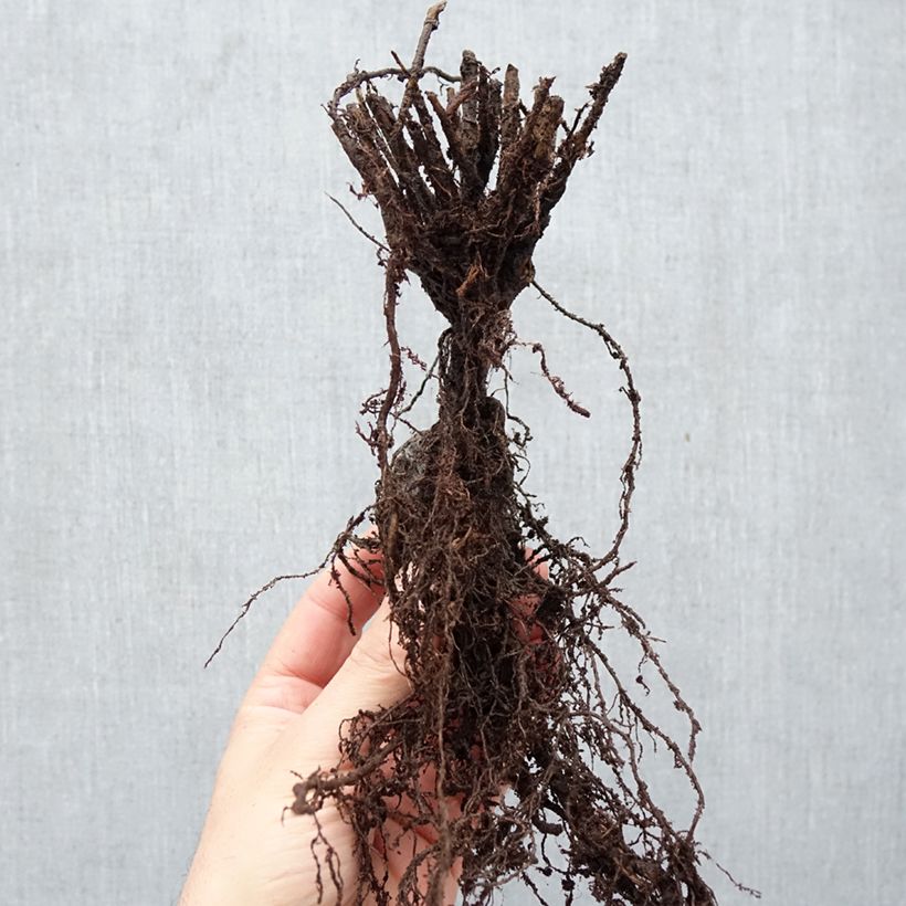 Exemplar von Euphorbia martinii Ascot Rainbow - Busch-Wolfsmilch Wurzelnackt wie im Winter geliefert