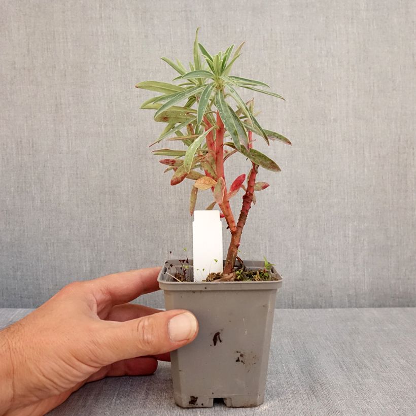 Exemplar von Euphorbia characias Blue Wonder - Palisaden-Wolfsmilch Kleine Töpfe von 8/9 cm wie im Sommer geliefert