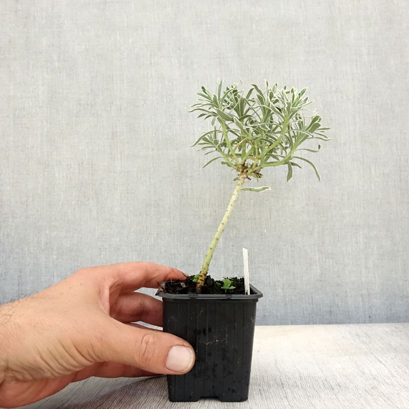 Exemplar von Euphorbia characias Glacier Blue - Palisaden-Wolfsmilch Kleine Töpfe von 8/9 cm wie im Herbst geliefert