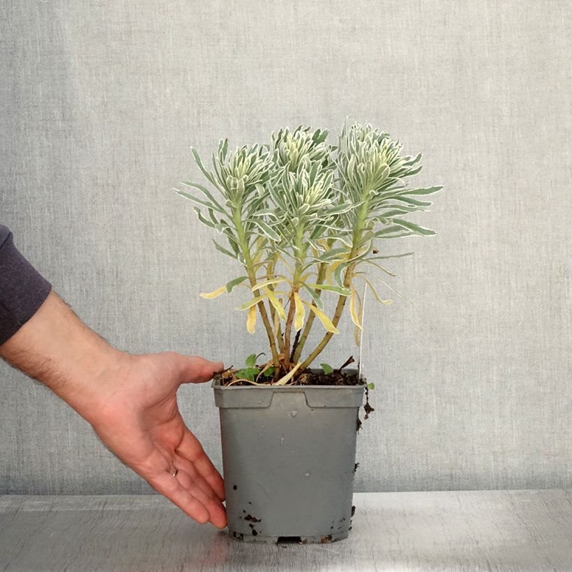 Exemplar von Euphorbia characias Glacier Blue - Palisaden-Wolfsmilch Topf mit 1,5L/2L wie im Herbst geliefert