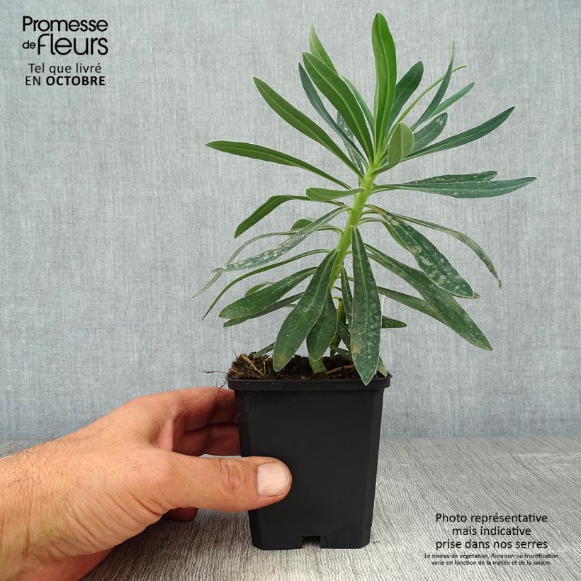 Exemplar von Euphorbia characias Humpty Dumpty - Palisaden-Wolfsmilch Kleine Töpfe von 8/9 cm wie im Herbst geliefert