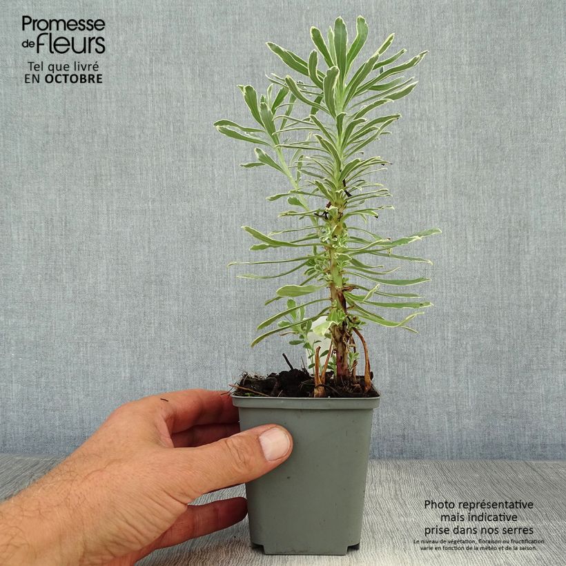 Exemplar von Euphorbia characias Wilcott - Palisaden-Wolfsmilch Kleine Töpfe von 8/9 cm wie im Herbst geliefert