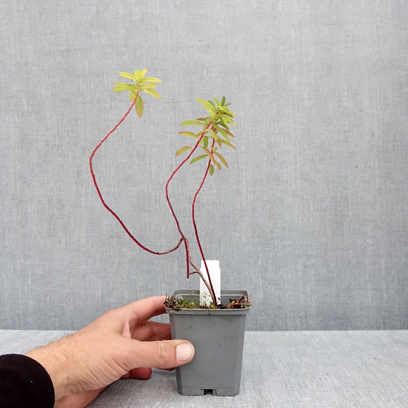 Exemplar von Euphorbia cornigera Goldener Turm - Horn-Wolfsmilch Kleine Töpfe von 8/9 cm wie im Herbst geliefert