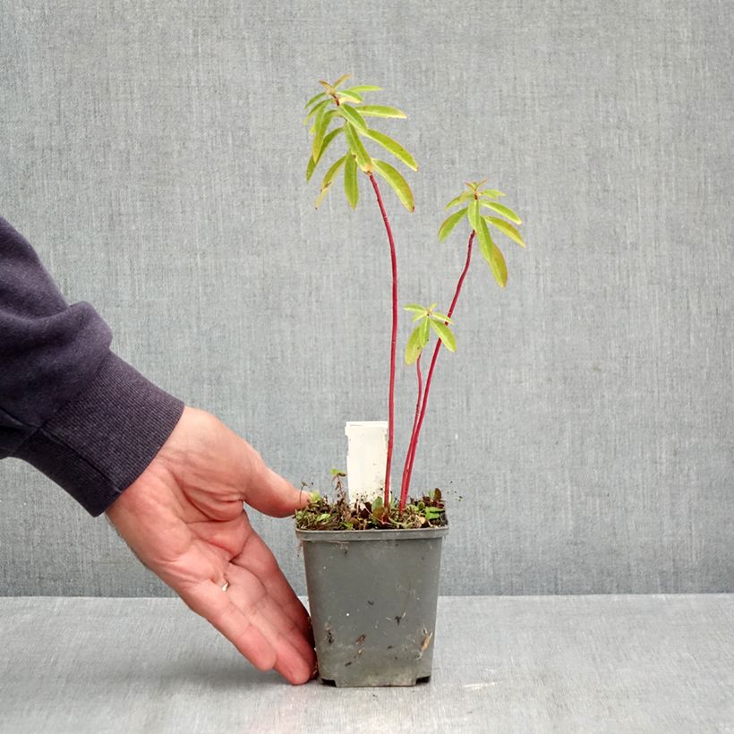 Exemplar von Euphorbia cornigera - Horn-Wolfsmilch Kleine Töpfe von 8/9 cm wie im Herbst geliefert
