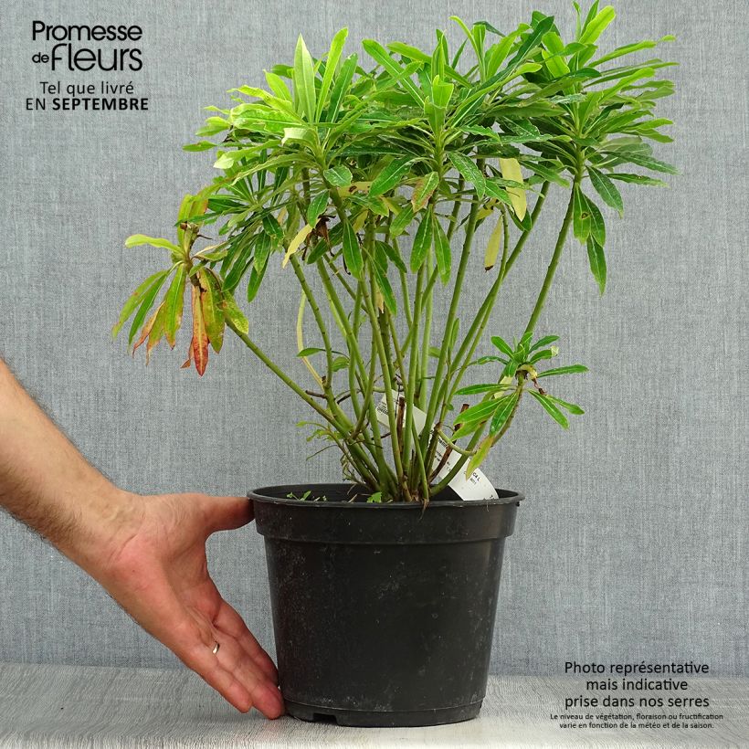Exemplar von Euphorbia mellifera - Honiggebenden Wolfsmilch Topf mit 2L/3L wie im Herbst geliefert