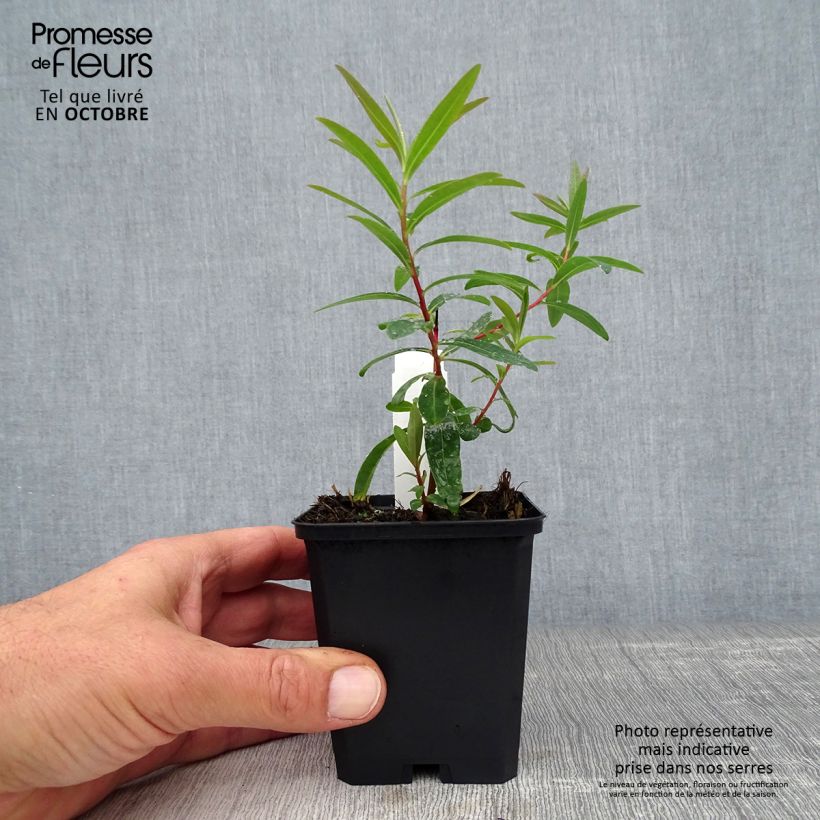 Exemplar von Euphorbia palustris Walenburg's Glory - Sumpf-Wolfsmilch Kleine Töpfe von 8/9 cm wie im Herbst geliefert