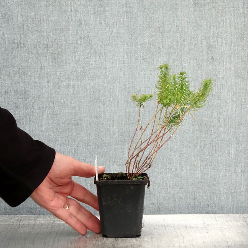 Exemplar von Euphorbia cyparissias - Zypressen-Wolfsmilch Kleine Töpfe von 8/9 cm wie im Herbst geliefert