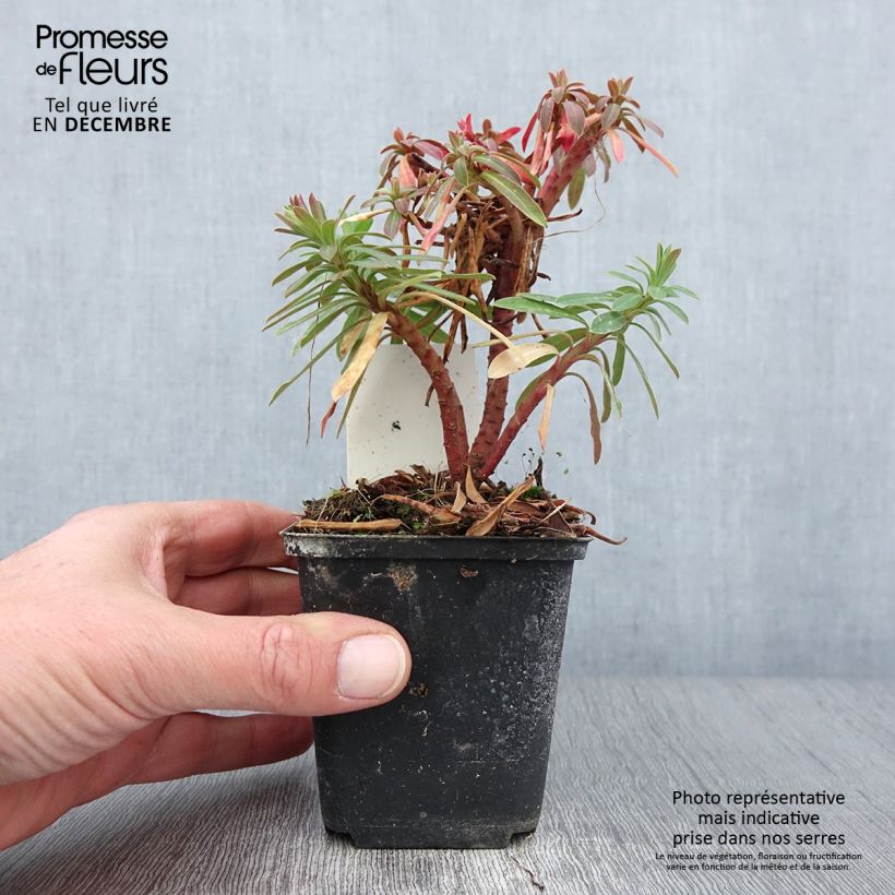 Exemplar von Euphorbia pseudovirgata Redwing - Wolfsmilch Kleine Töpfe von 8/9 cm wie im Herbst geliefert