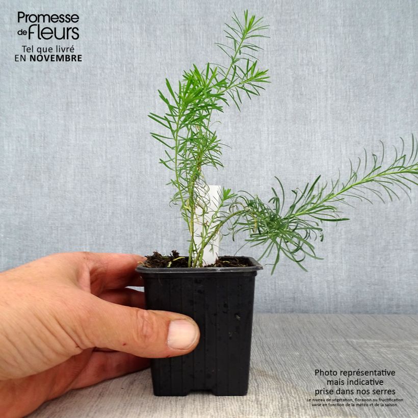 Exemplar von Euphorbia waldsteinii Betten - Wolfsmilch Kleine Töpfe von 8/9 cm wie im Herbst geliefert