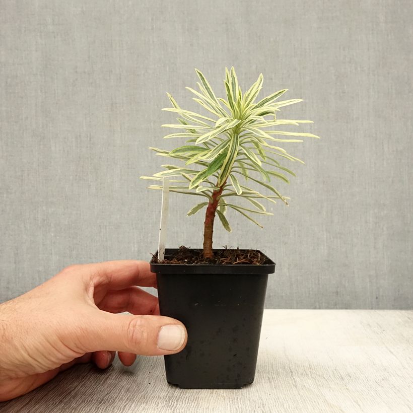 Exemplar von Euphorbia characias Emmer Green - Palisaden-Wolfsmilch Kleine Töpfe von 8/9 cm wie im Herbst geliefert
