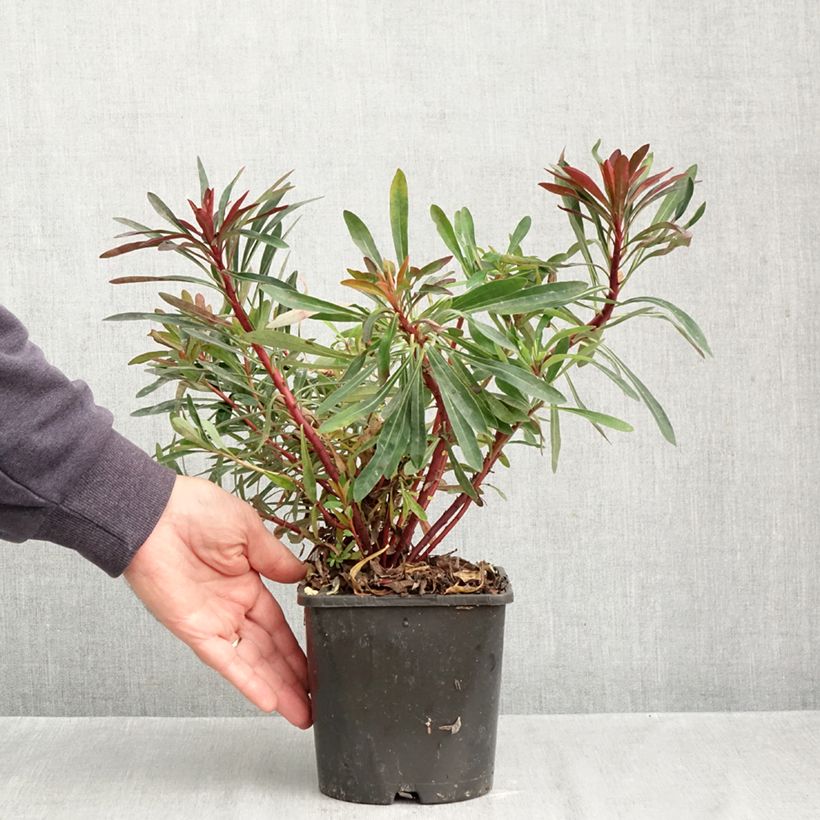 Exemplar von Euphorbia characias Miners Merlot - Palisaden-Wolfsmilch Topf mit 1L/1,5L wie im Herbst geliefert