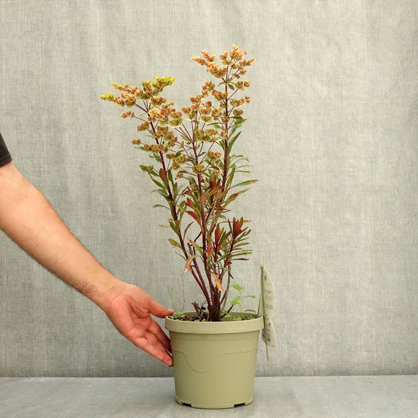 Exemplar von Euphorbia characias Miners Merlot - Palisaden-Wolfsmilch Topf mit 3L/4L wie im Sommer geliefert