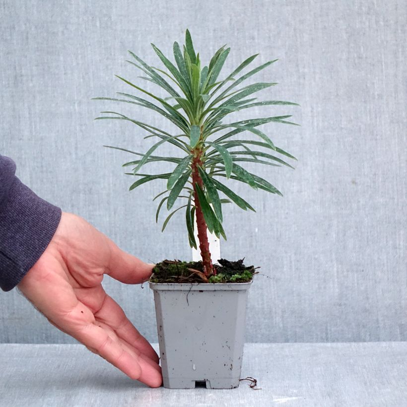 Exemplar von Euphorbia characias Purple and Gold - Palisaden-Wolfsmilch Kleine Töpfe von 8/9 cm wie im Herbst geliefert