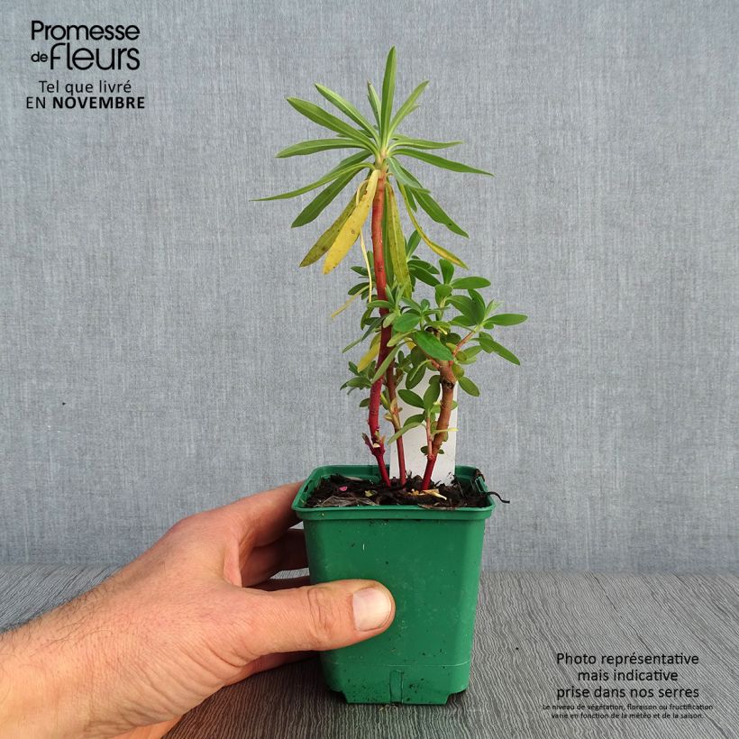 Exemplar von Euphorbia characias subsp. characias ssp. characias - Palisaden-Wolfsmilch Kleine Töpfe von 8/9 cm wie im Herbst geliefert