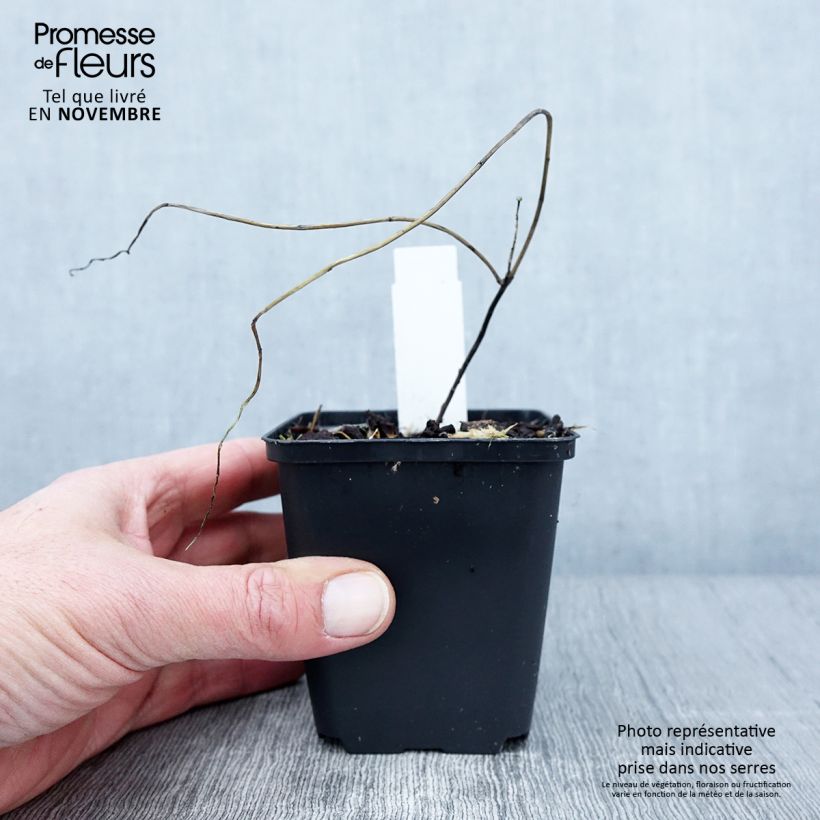 Exemplar von Euphorbia griffithii Dixter - Griffiths Wolfsmilch Kleine Töpfe von 8/9 cm wie im Herbst geliefert