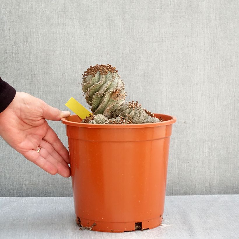 Exemplar von Euphorbia horrida Alba Topf mit 4L/5L wie im Herbst geliefert