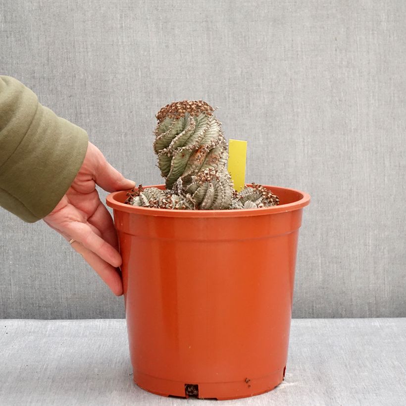 Exemplar von Euphorbia horrida Alba Topf mit 4L/5L wie im Winter geliefert
