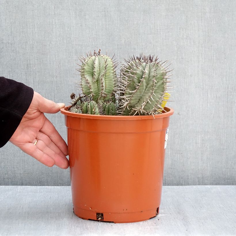 Exemplar von Euphorbia horrida Topf mit 4L/5L wie im Herbst geliefert