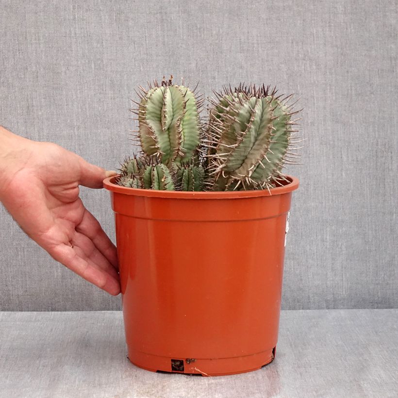 Exemplar von Euphorbia horrida Topf mit 4L/5L wie im Sommer geliefert
