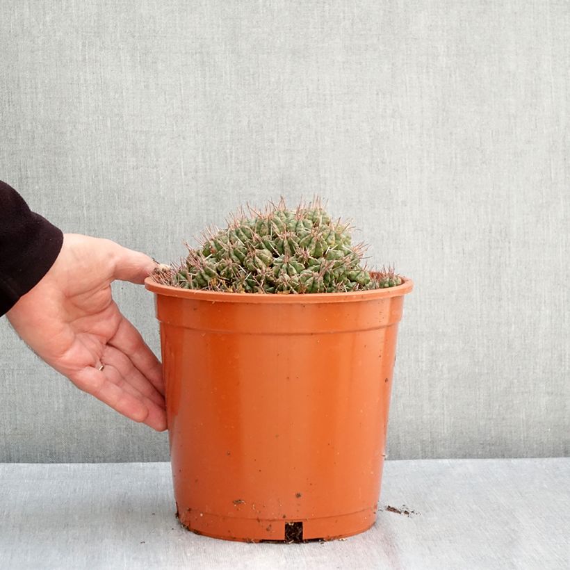 Exemplar von Euphorbia meloformis Topf mit 4L/5L wie im Herbst geliefert