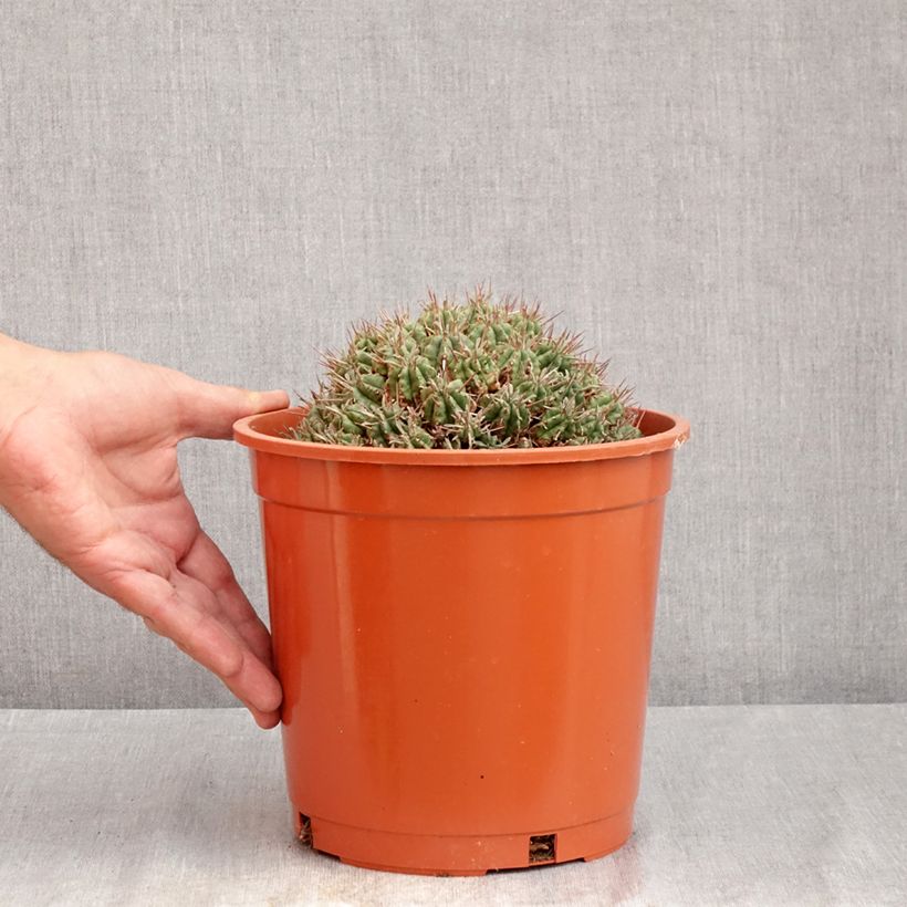 Exemplar von Euphorbia meloformis Topf mit 4L/5L wie im Sommer geliefert