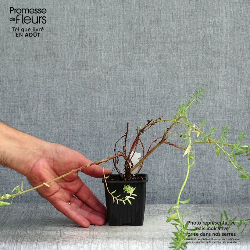 Exemplar von Euphorbia pithyusa subsp. cupanii Ponte Leccia - Sardische Wolfsmilch Kleine Töpfe von 8/9 cm wie im Sommer geliefert