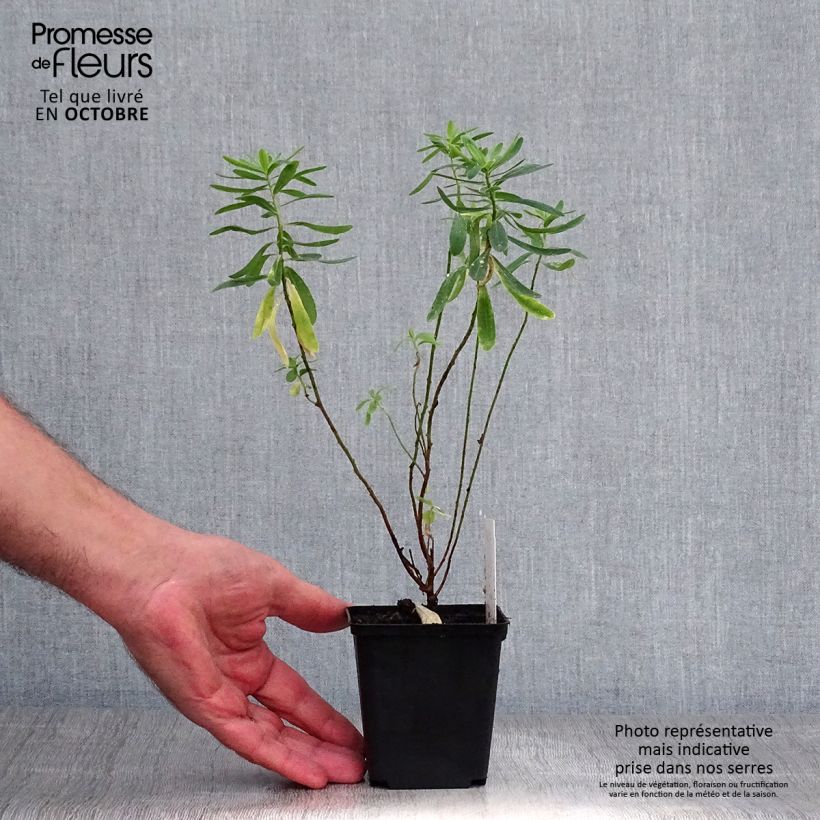 Exemplar von Euphorbia polychroma - Gold-Wolfsmilch Kleine Töpfe von 8/9 cm wie im Herbst geliefert