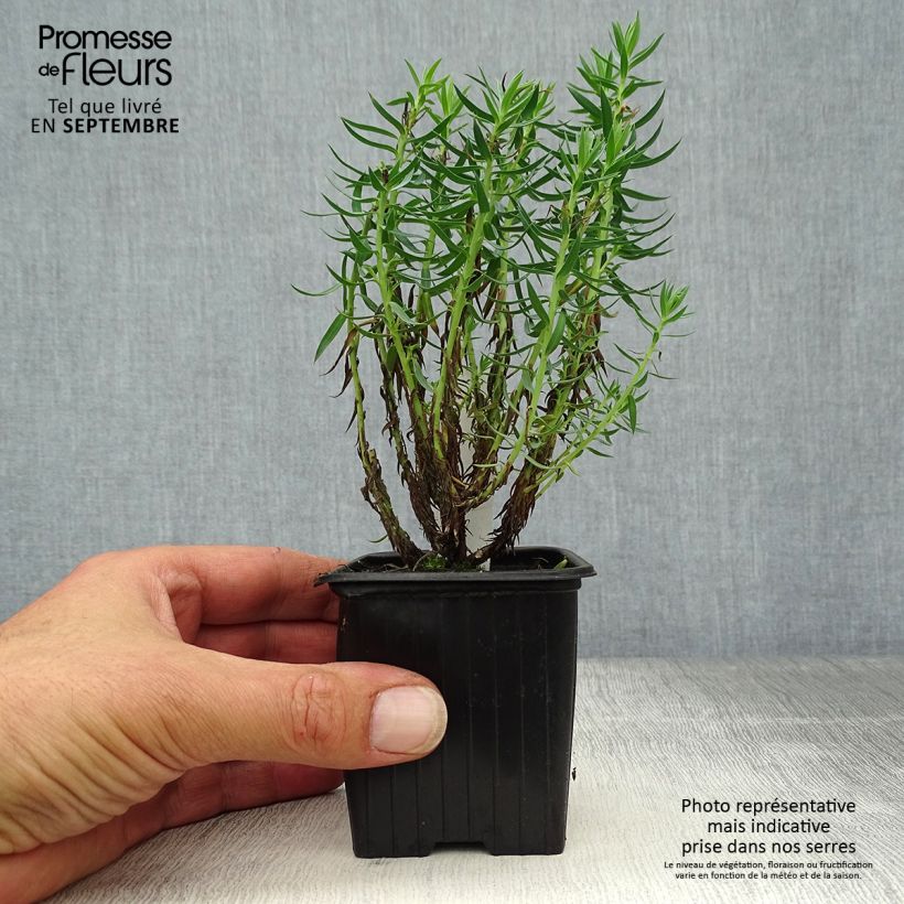 Exemplar von Euphorbia pithyusa - Pithyusen-Wolfsmilch Kleine Töpfe von 8/9 cm wie im Herbst geliefert
