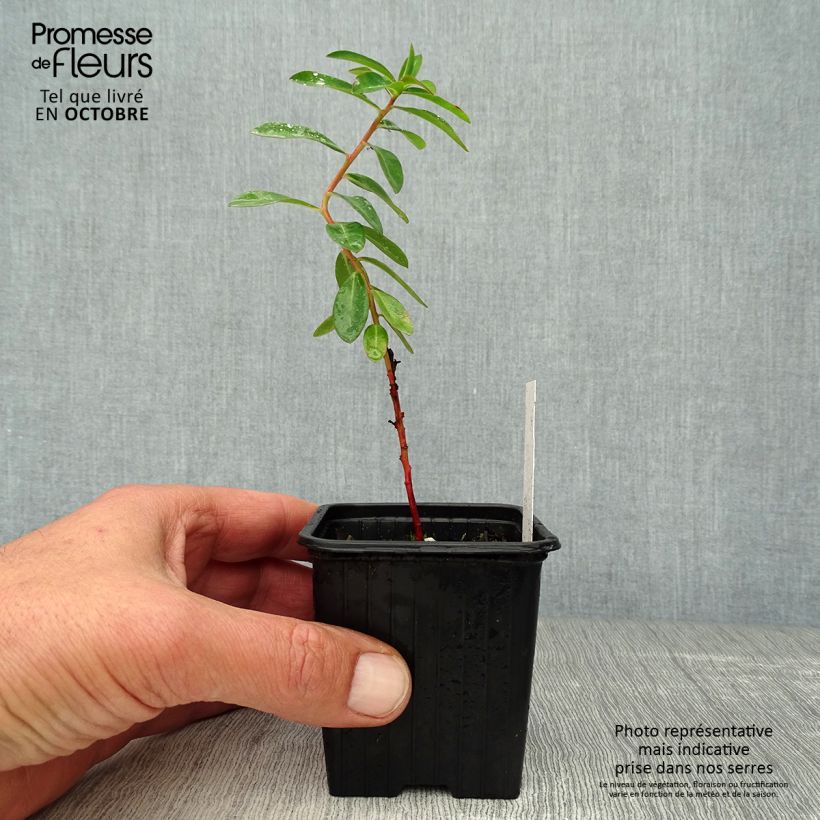 Exemplar von Euphorbia schillingii - Wolfsmilch Kleine Töpfe von 8/9 cm wie im Herbst geliefert