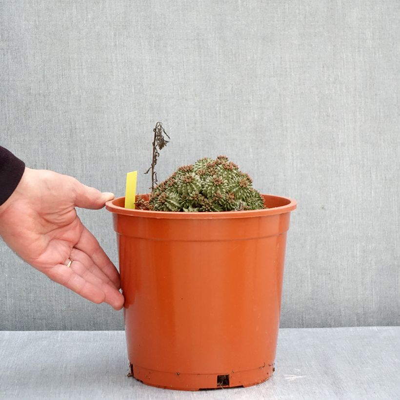 Exemplar von Euphorbia suzannae Topf mit 4L/5L wie im Herbst geliefert