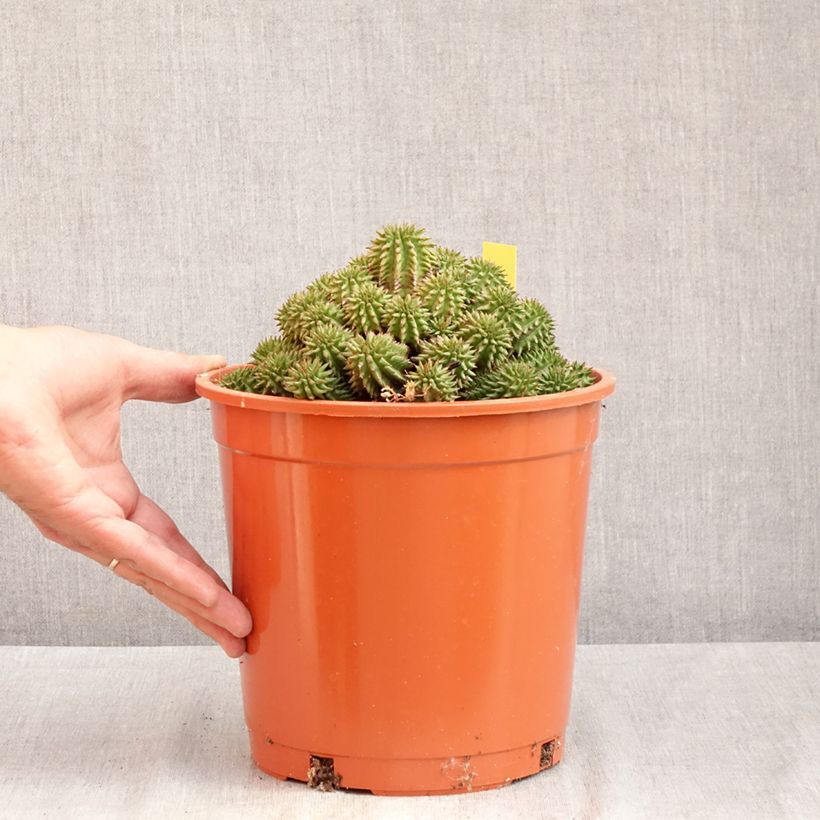 Exemplar von Euphorbia suzannae Topf mit 4L/5L wie im Sommer geliefert